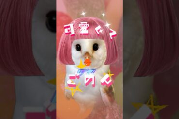 【可愛くてごめん】フクロウが天使すぎる🦉💖 #shorts #可愛くてごめん #早見沙織