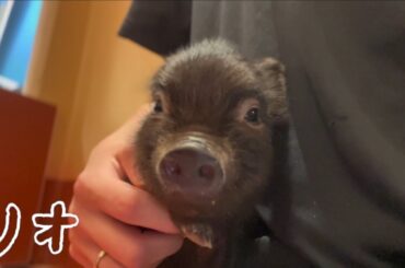 pigちゃん紹介動画〜リオ Rio〜