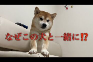 【柴犬飼い主55歳】 【メールきた！】くまころーと飼い主の関係性にツッコミ止まらん件