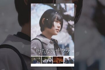 朽ちないサクラ