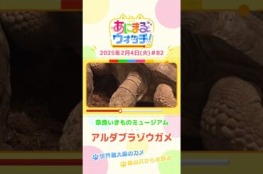 世界最大級のカメ！「アルダブラゾウガメ」　奈良「奈良いきものミュージアム」　#shorts #読売テレビニュース #すまたん #あにまるウォッチ #動物