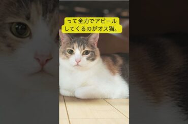 猫、実は、男の子のほうが甘えん坊だった！？ #猫雑学 #cat #ねこたんの解説 #にゃんこ動画 #猫のいる暮らし #プチ知識 #雑学 #動物好きと繋がりたい #猫好きさんと繋がりたい