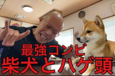 【柴犬飼い主55歳】柴犬くまころーの日常配信