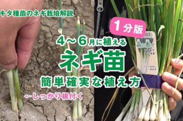【４〜6月に植えるネギ苗】しっかり根付かせる簡単な植え方　ポイントを1分で解説秋冬年内収穫するネギ苗　種苗店　ホームセンター　初心者・家庭菜園向け「森の奏で」トキタ種苗