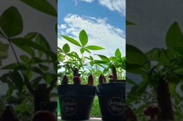 piano&song..SWEET19BLUES