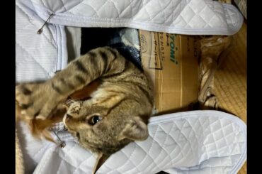 PACHINカス猫とすばる君の就寝前の合同記者会見？？？