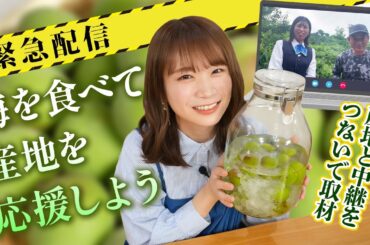 ※緊急企画※雹の被害に遭った "梅"の産地と中継を繋いで秋元真夏が紀州南高梅を取材！さらにオリジナル梅酒をつくって"梅"の産地を「食べて応援」！