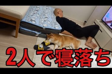 【柴犬飼い主55歳】はしゃぎすぎた犬とハゲがまさかの寝落ち！