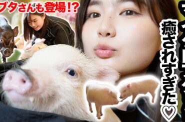 【神癒し】ちっちゃいブタさんが人懐っこすぎてやばかった🐷最後に巨ブタ降臨⁉︎【マイクロブタカフェ 原宿】【mini pig】