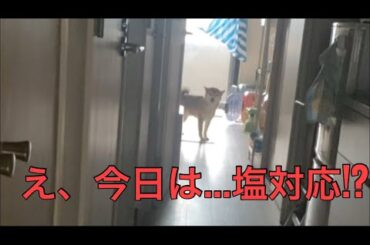 【柴犬飼い主55歳】毎日変わるテンション…くまころーのお出迎え5連発