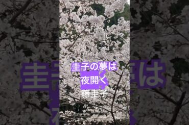 圭子の夢は夜開く　藤圭子