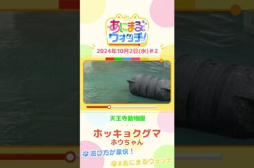 遊び方が豪快！ホッキョクグマ「ホウちゃん」　大阪・天王寺動物園　#shorts #読売テレビニュース #すまたん ＃あにまるウォッチ #動物