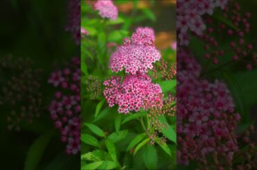 Marching Through Georgia tapsv0058  #MarchingThroughGeorgia  #パイノパイノパイ  #とーすとあついアレンジ