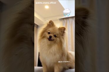 大沼晶保 首をかしげる仕草が可愛いぷぐまるくん♪Instagram 櫻坂46