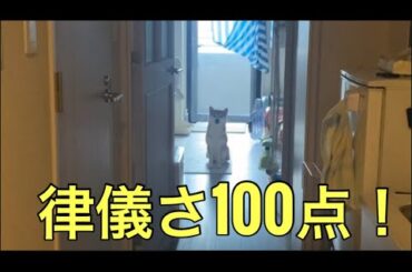 【柴犬飼い主55歳】数分の外出でも全力対応！柴犬くまころーの律儀すぎる見送り