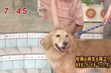 女子アナ　加藤綾子　めざまし