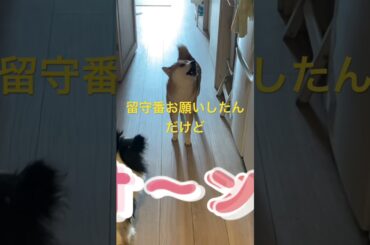 ちょっとだけ留守番お願いしたら！