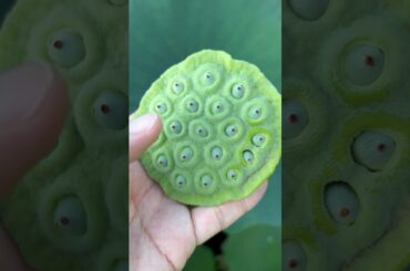 大阪万博マスコット「ミャクミャク」の元ネタがこれ。