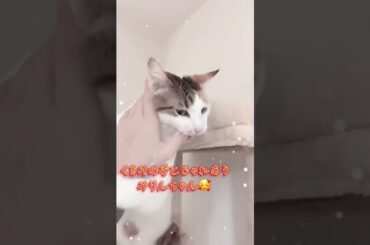 TikTokにて最推しのくるみとみりんちゃんの戯れ #tiktok #猫配信 #切り抜き