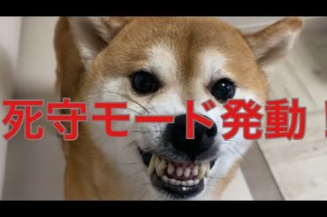 【柴犬飼い主55歳】 「それ取ったら噛むぞ…！柴犬の本気が出た