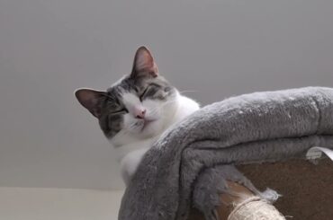 みられている？アッシュくん