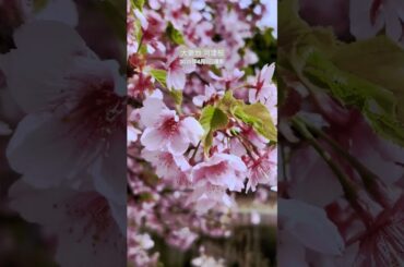 令和7年4月5日 三重県津市美杉町 大妻池の河津桜  #桜 #お花見 #ハイキング #散歩 #さんぽ #三重県観光