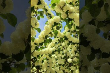 大好きな斉藤由貴さんのMAY歌ってみた