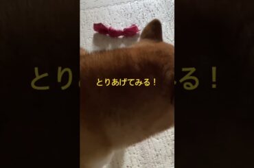 今日もとりあげてみる！