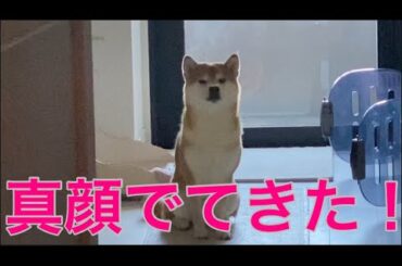 【柴犬飼い主55歳】柴犬の名前をわざと間違え続けてみた！