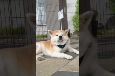 【秋田犬のお出迎え】あきたいぬ大館能代空港長🐾 煉翠（れんすい）空港長、いつもありがとう💕 2025.6.8 #秋田犬 #akita #大館能代空港