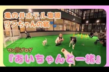【神宿】亀の井初の犬宿が最高すぎた #犬のいる暮らし #犬旅 #温泉 #旅 #dog #旅行vlog #栃木県