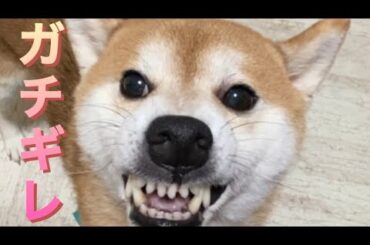 【柴犬飼い主55歳】　【激ムキ】お気に入り取ろうとしたら柴犬が「ウ〜ッ！」からの突撃！