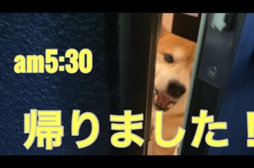 【柴犬飼い主55歳】夜勤ドカタと柴犬の深夜の別れと朝の再会ルーティン