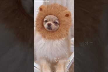 大沼晶保 ぷぐらいおん♪Instagram 櫻坂46