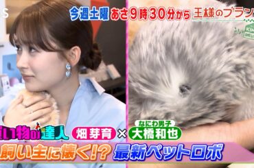 timelesz大爆笑!? キメ顔チャレンジ★畑芽育と大橋和也がお買い物『王様のブランチ』6/14(土)【TBS】