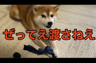 【柴犬飼い主55歳】「ハゲの手が忍び寄る…！くまころー、断固拒否！」