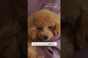 ワンちゃんにメロメロな桜田さん🐩 #相続探偵 #第2話 #ドラマ #メイキング #桜田ひより #shorts
