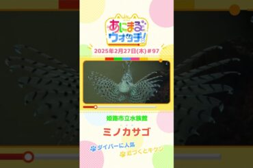 近づくとキケン！「ミノカサゴ」　兵庫「姫路市立水族館」　#shorts #読売テレビニュース #すまたん #あにまるウォッチ #動物