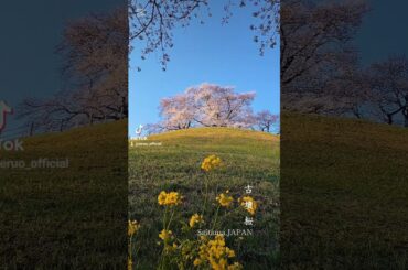 【桜】さきたま古墳公園の古墳桜は絶景だった #travel #桜 #春