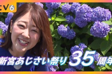 【35周年】愛媛・新宮あじさいの里へ！絶景と団子を味わう「あじさい祭り」レポ