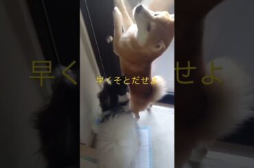 開けろよ！ #柴犬　#くまころー