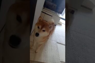 なに開けるんだ！ #柴犬
