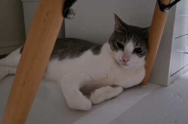 まったりアッシュくん