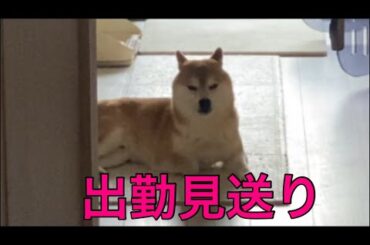 【柴犬飼い主55歳】出勤ドカタ vs お見送り柴犬〜柴の執念、見送り無双
