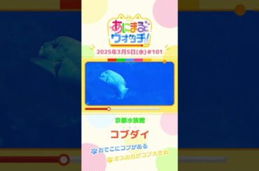 おでこにコブがある！「コブダイ」　京都市「京都水族館」　#shorts #読売テレビニュース #すまたん #あにまるウォッチ #動物