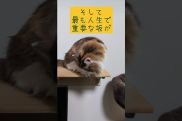 人生で最も重要な坂はこれ!! #ひめおじ #人生 #shorts