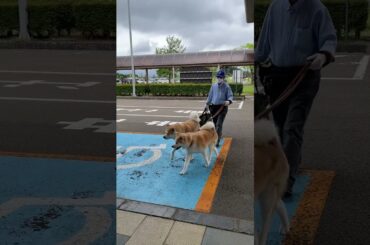 【秋田犬のお出迎え】あきたいぬ大館能代空港長「煉翠（れんすい）くん&月花（るか）ちゃん」 出勤‼️🐾いつもありがとう💕 2025.6.18 #秋田犬 #akita #大館能代空港