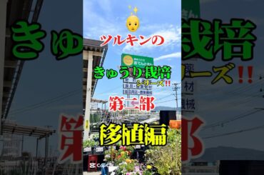 きゅうり栽培💪第二部‼️#shorts#安室奈美恵#ツルキン #きゅうりレシピ