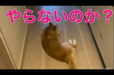【柴犬飼い主55歳】【まさかの塩対応】いつもは遠吠え仲間の柴犬が…今日は無言でソッポ！？飼い主、切ない。」