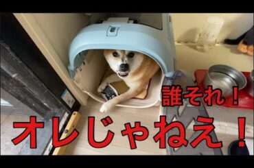 【柴犬飼い主55歳】「名前まちがえたら…柴犬くまころー、すねて見送り拒否!?」